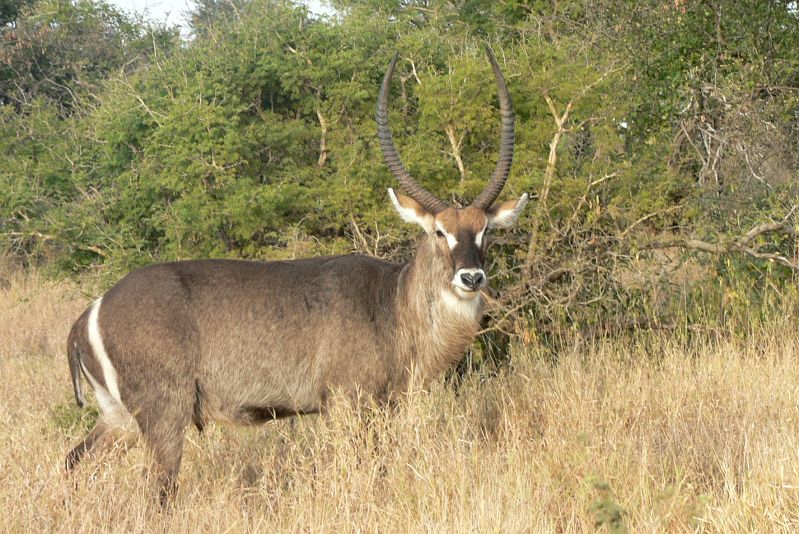 JAR 242_kudu.JPG - Oblíbená Voduška.